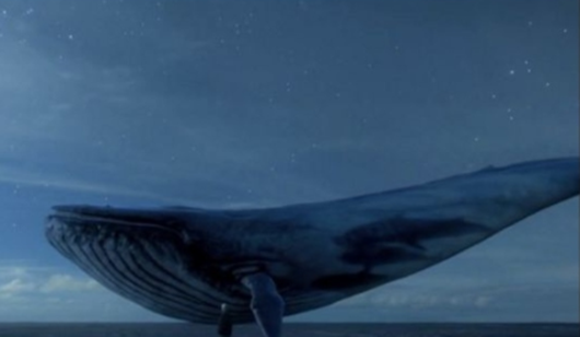 baleia azul_imagem da Internet