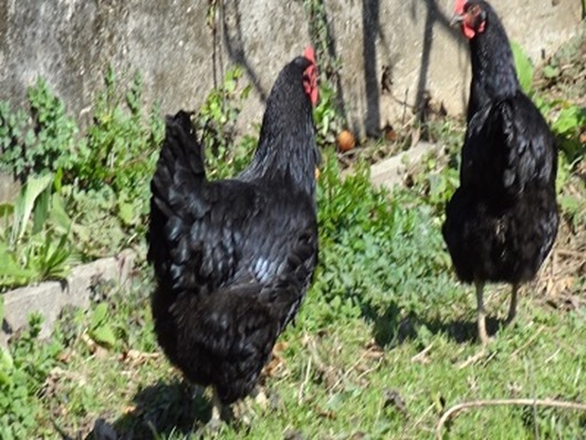 Justiça do Tocantins tenta até leilão de galinhas para executar dívida de R$ 52,00