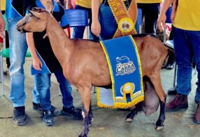 Governo do Estado promove fampress para a Festa da Cabra Rainha, em Santo André