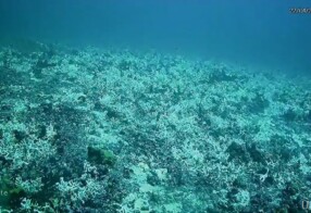 Branqueamento de corais é registrado a 60 metros de profundidade