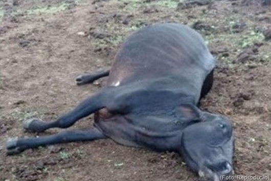 Raio atinge e mata vaca no Sertão da Paraíba