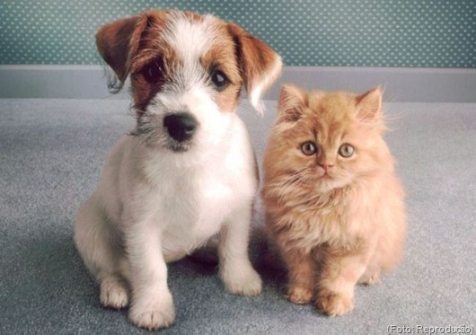 cão e gato