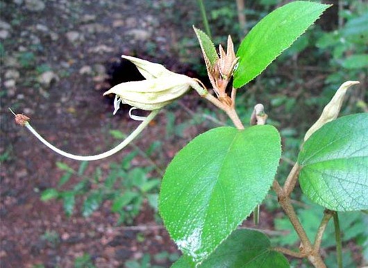helicteres-yucatan-flowers-Pitó