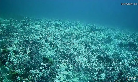 corais_UFPE