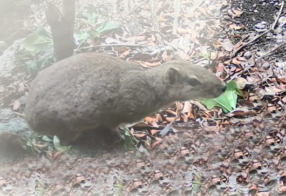 Sudema realiza ações de monitoramento remoto da fauna, no bioma Caatinga